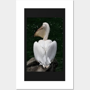 Great White Pelican Posters and Art